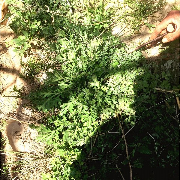 创富宝典的野菜-艾做法的学习成果照