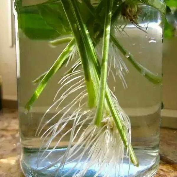 盏菊厨房用纸的水培香菜做法的学习成果照