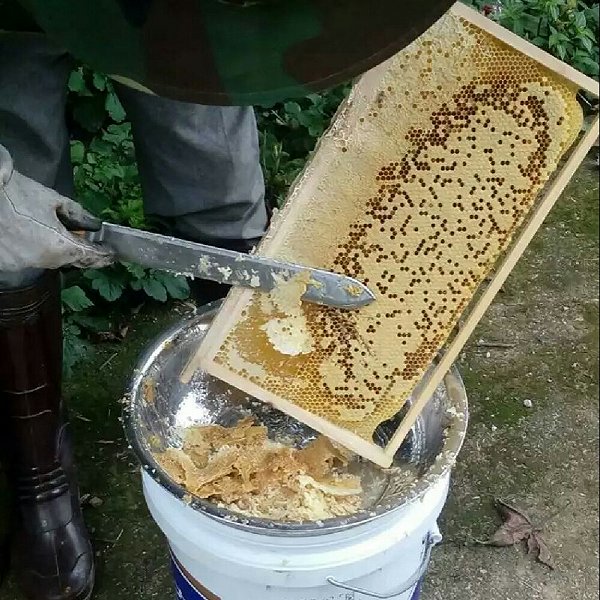 谭妈妈颖宝宝的帮朋友收蜂蜜做法的学习成果照